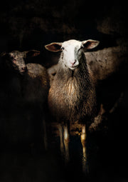 BB Lamb