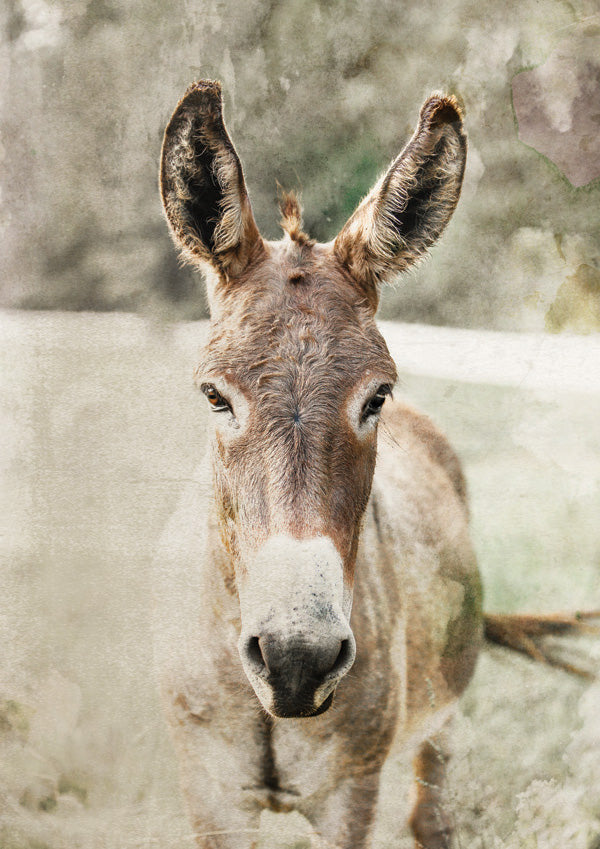 Close-up photo of a donkey's face with tall ears and brown-grey fur, textured background