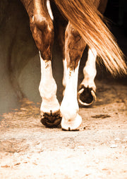 Close-up of a horse's legs and tail with white socks on a dusty ground in sepia tones