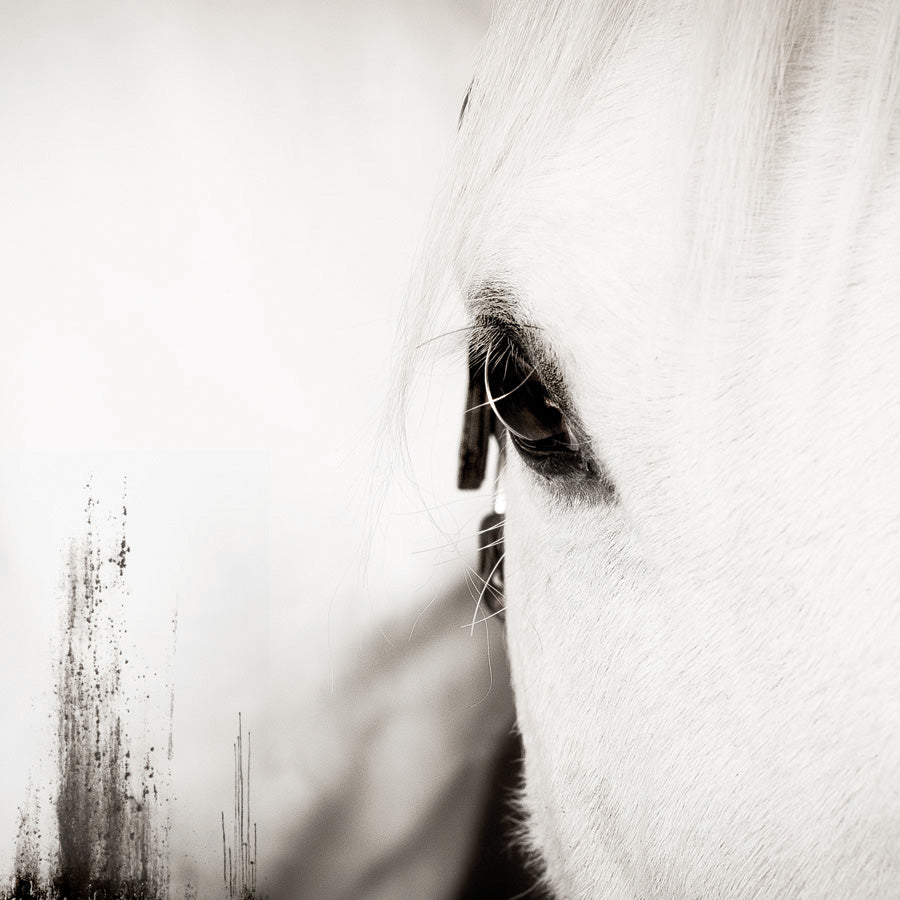 Black and white close-up photograph of a horse's eye and brow with negative space