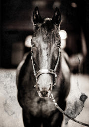 Black and white close-up portrait of a horse wearing a bridle against a textured grainy backdrop