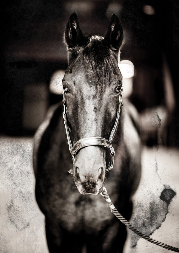 Black and white close-up portrait of a horse wearing a bridle against a textured grainy backdrop
